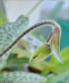 /album/fotogalerie/paphiopedilum-sangii-jpg/